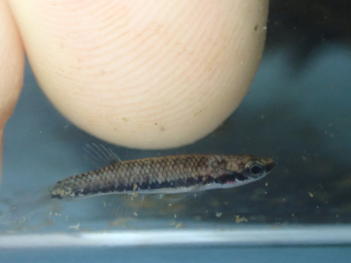Green-banded rivulus (Laimosemion xiphidius) — Rivulidae — 3