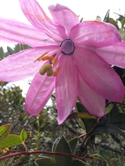Passiflora loxensis