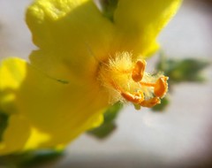 Verbascum pinnatifidum
