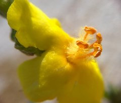 Verbascum pinnatifidum