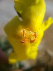 Verbascum pinnatifidum