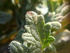 Verbascum pinnatifidum