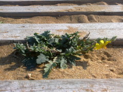 Verbascum pinnatifidum