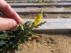 Verbascum pinnatifidum