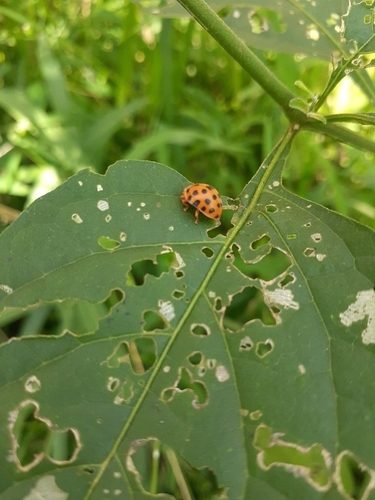 Hadda Beetle