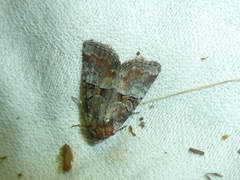 Mesoligia literosa