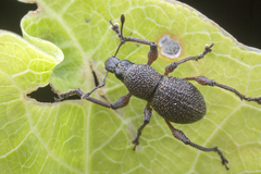 Metapocyrtus adspersus