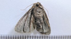 Oligia minuscula