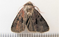 Oligia minuscula