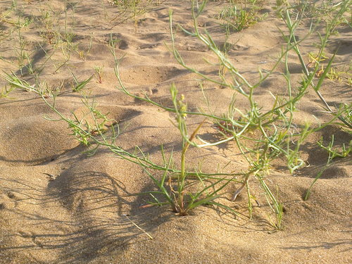 Corispermum nitidum