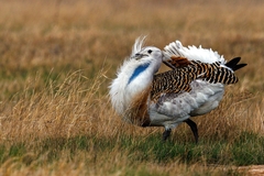 Great Bustard photo 3