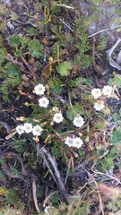 Image of Gentiana prostrata