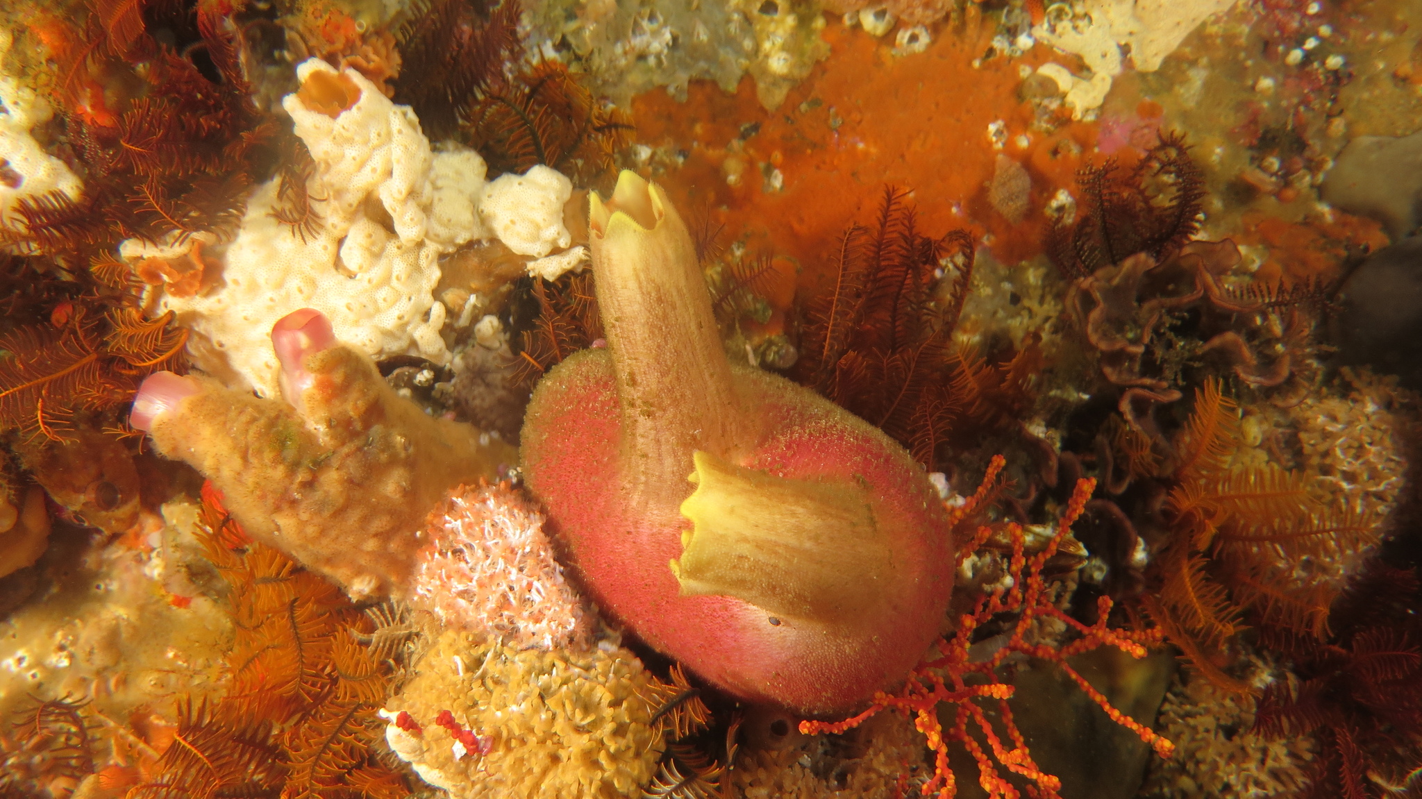 Ascidia incrassata Heller, 1878