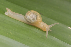 Helicarion perfragilis