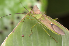 Homoeocerus graminis