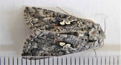Syngrapha alias
