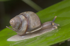 Amphidromus inversus