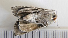 Syngrapha alias