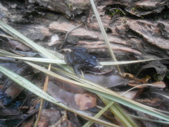 Limnonectes conspicillatus