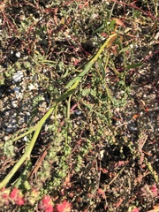 Atriplex glabriuscula