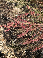 Atriplex glabriuscula