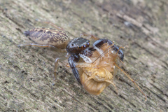 Bavia sexpunctata