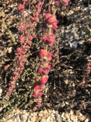 Atriplex glabriuscula