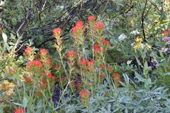 Castilleja suksdorfii