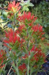 Castilleja suksdorfii