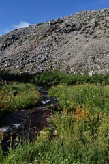 Castilleja suksdorfii