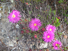 Lampranthus pauciflorus