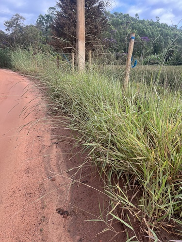 Foto de Braquiária