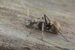 Polyrhachis proxima