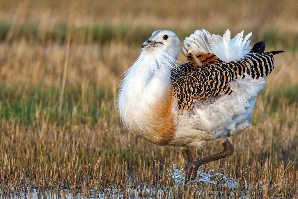 Bustards