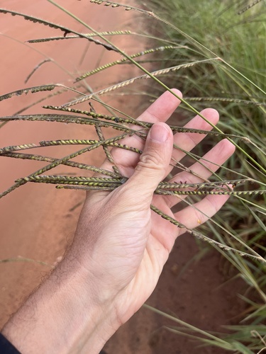 Foto de Braquiária