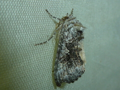 Syngrapha interrogationis