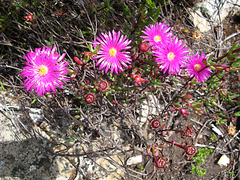 Lampranthus pauciflorus