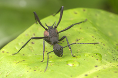 Polyrhachis armata