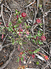 Lampranthus pauciflorus