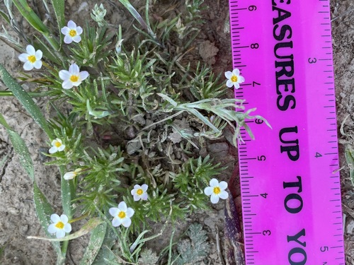 iNaturalist observation photo of Bicolor Babystars