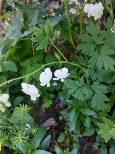 Image of Lamprocapnos spectabilis by no rights reserved