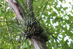 Encyclia adenocarpa