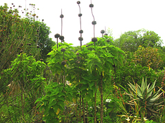 Leonotis nepetifolia nepetifolia