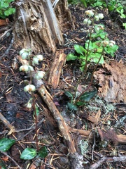 Pyrola picta