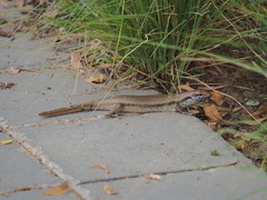 Trachylepis brevicollis