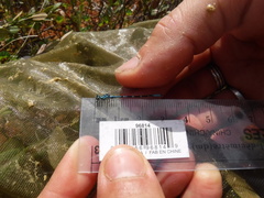 Coenagrion interrogatum