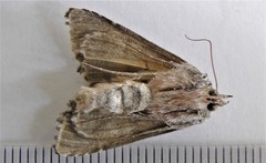 Syngrapha epigaea