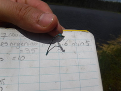 Coenagrion interrogatum