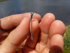 Coenagrion interrogatum