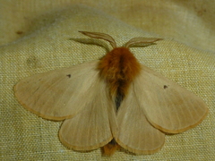 Lemonia taraxaci